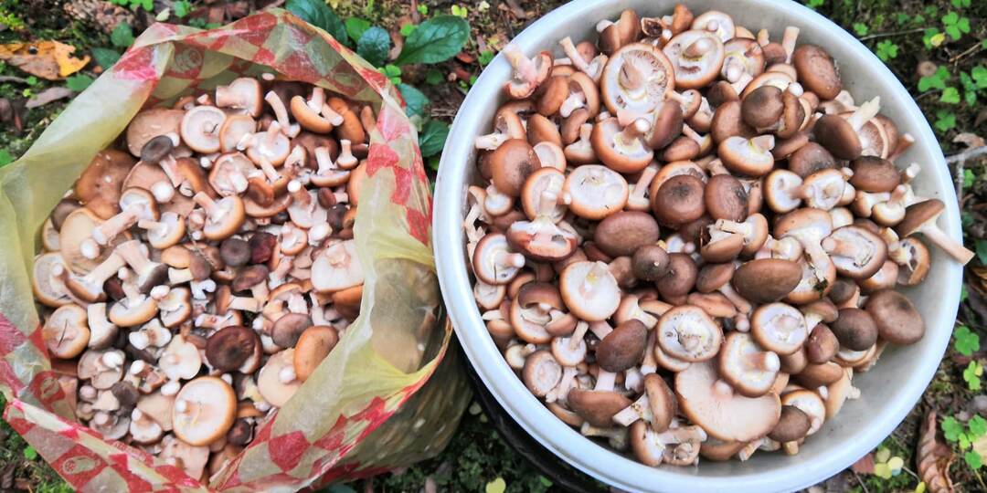 Лучший рецепт солёных опят