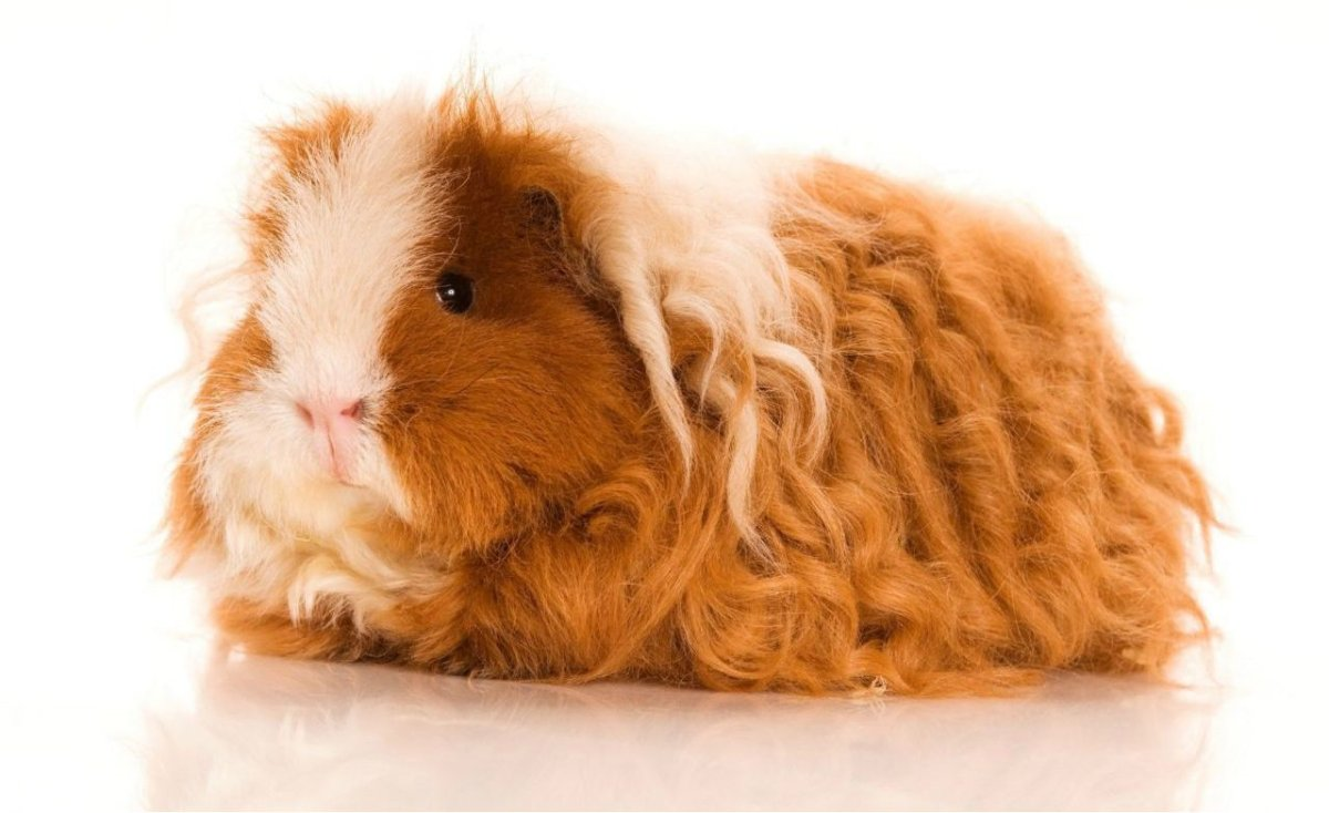 История происхождения морских свинок тексель