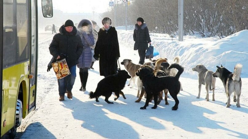 бездомная собака лает по ночам как отучить | Дзен