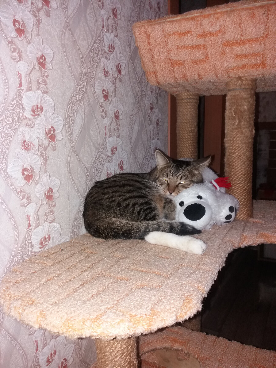 Вот так Барсик скучает без мамы...