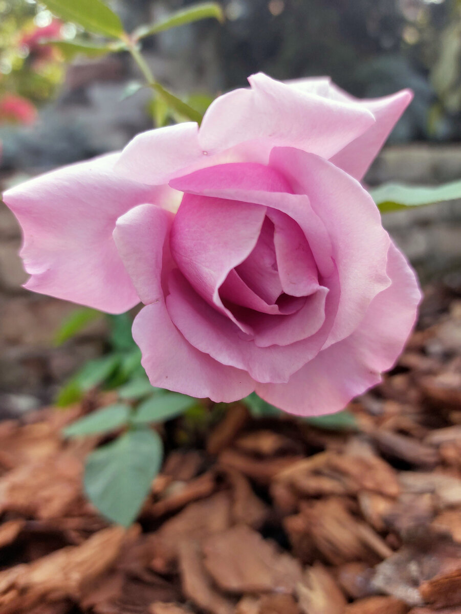 Флорибунда Love Song 2011 г селекции от Tom Carruth