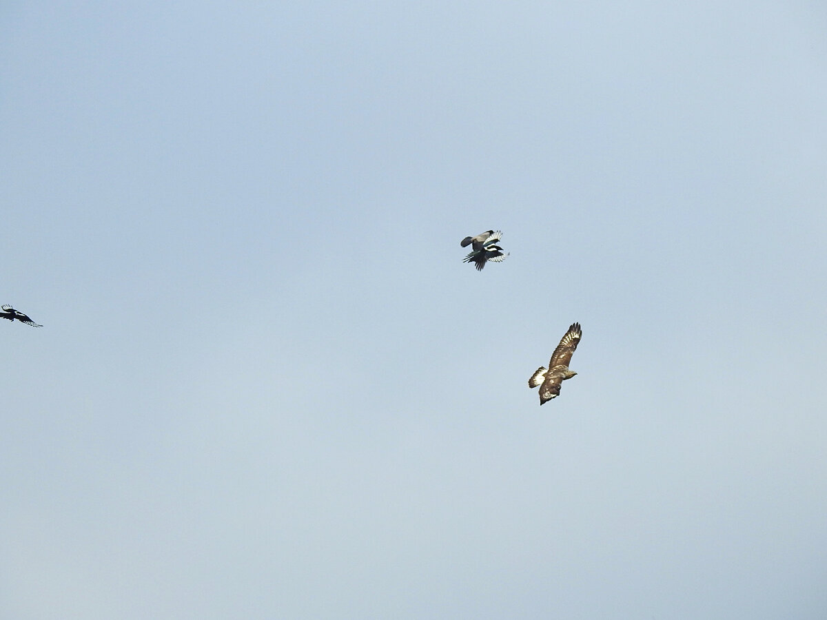 Зимняка преследуют две сороки и ворона, 7 октября 2023, фото автора