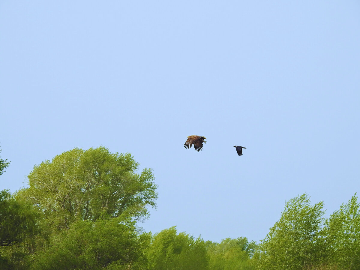 Даже в одиночку серая ворона может начать преследовать орлана-белохвоста. Волгоградская область, май 2023, фото автора