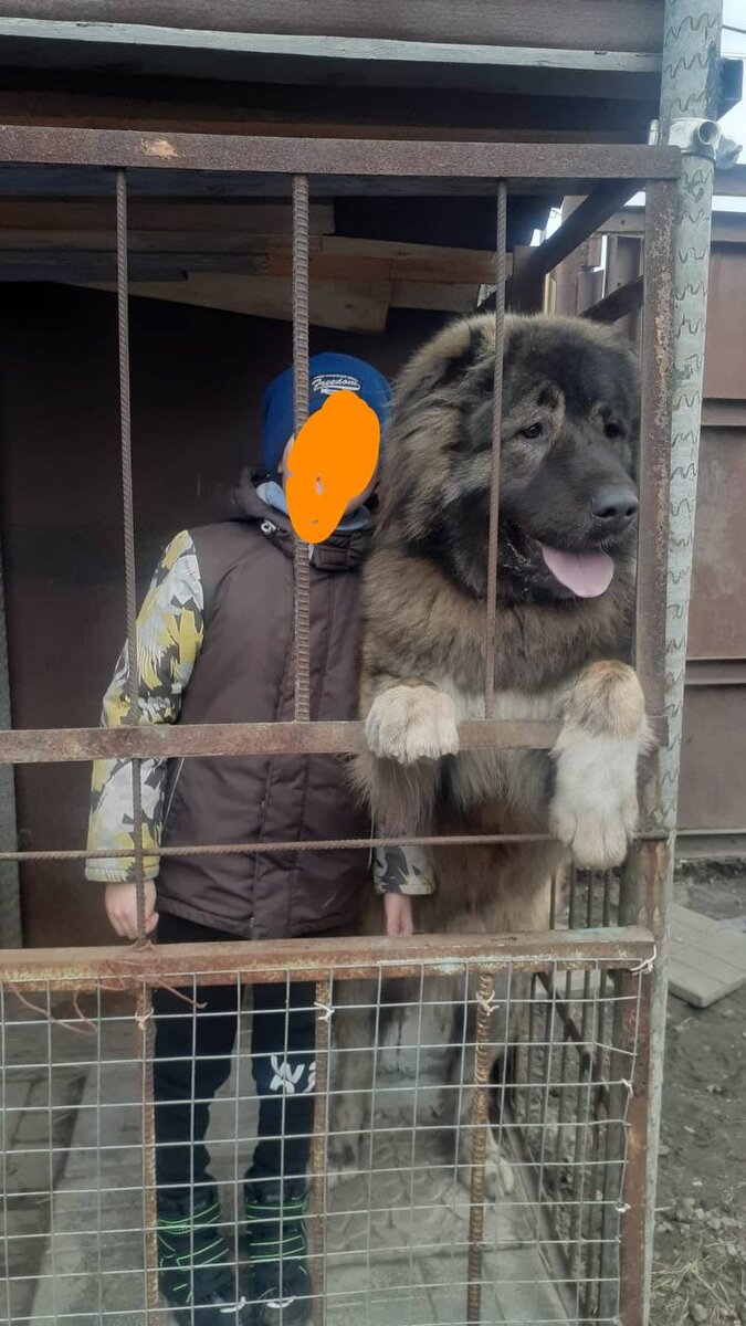 Геллерт и внук хозяина 