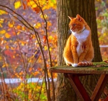 иллюстрация из яндекс картинки.