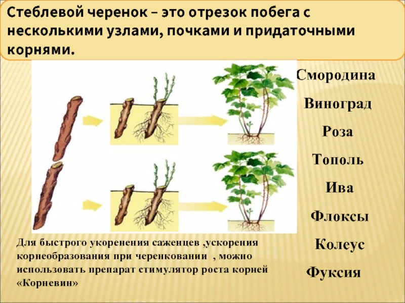 Размножение корешками. Размножение пионов стеблевыми черенками. Стеблевой черенок. Размножение растений стеблевыми черенками. Вегетативное размножение растений отводками.