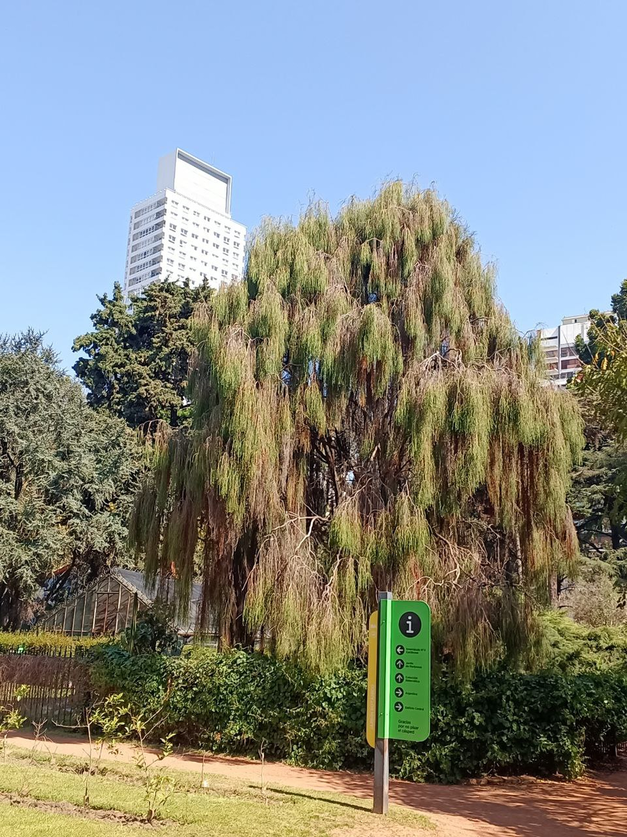 Одно из деревьев в ботаническом саду Буэнос-Айреса. Не знаю, опадает ли оно к зиме правда 