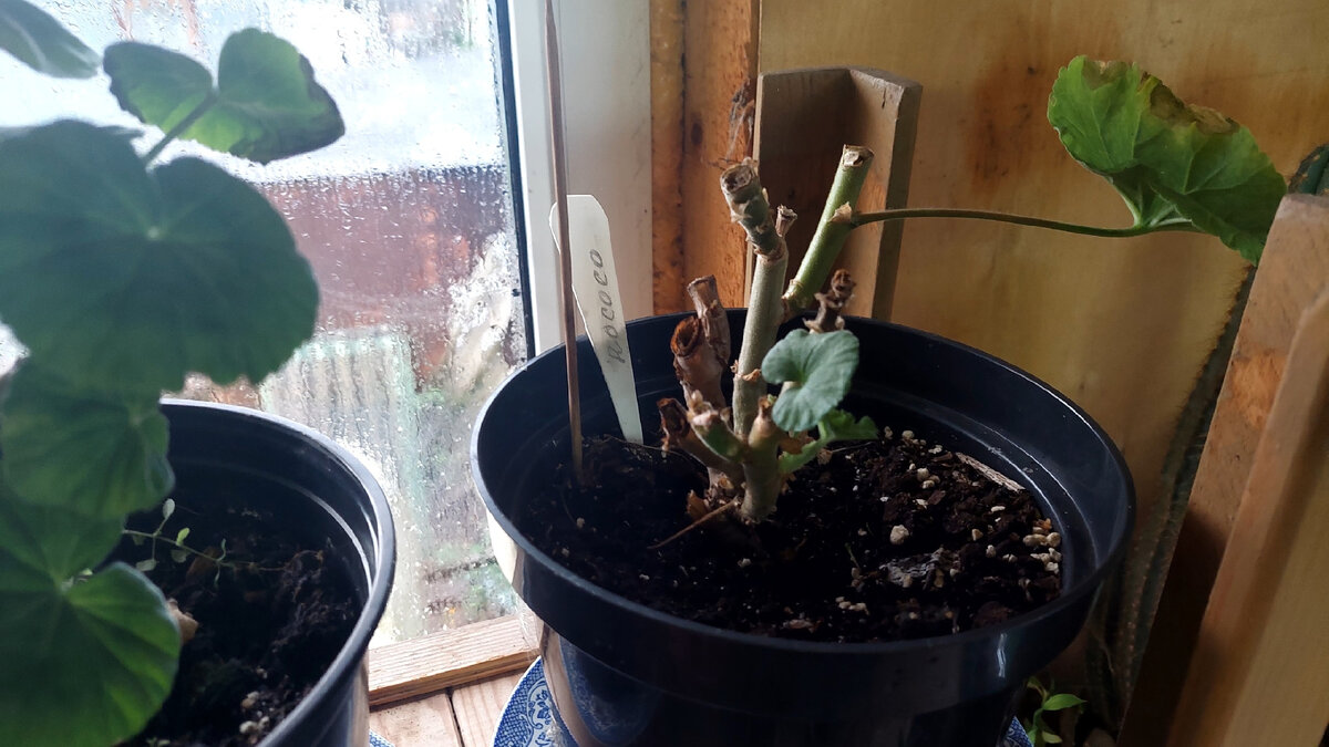 Вот такую короткую стрижку сейчас имеет пеларгония "Rococo"