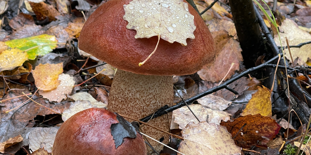 И зачем она за грибами ходит, лучше бы за креветками сходила☺️