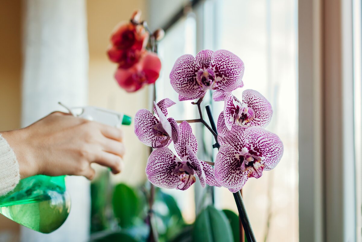 🌱Флорариум для Орхидей — микромир в колбе🌱 | Всё об Орхидеях
