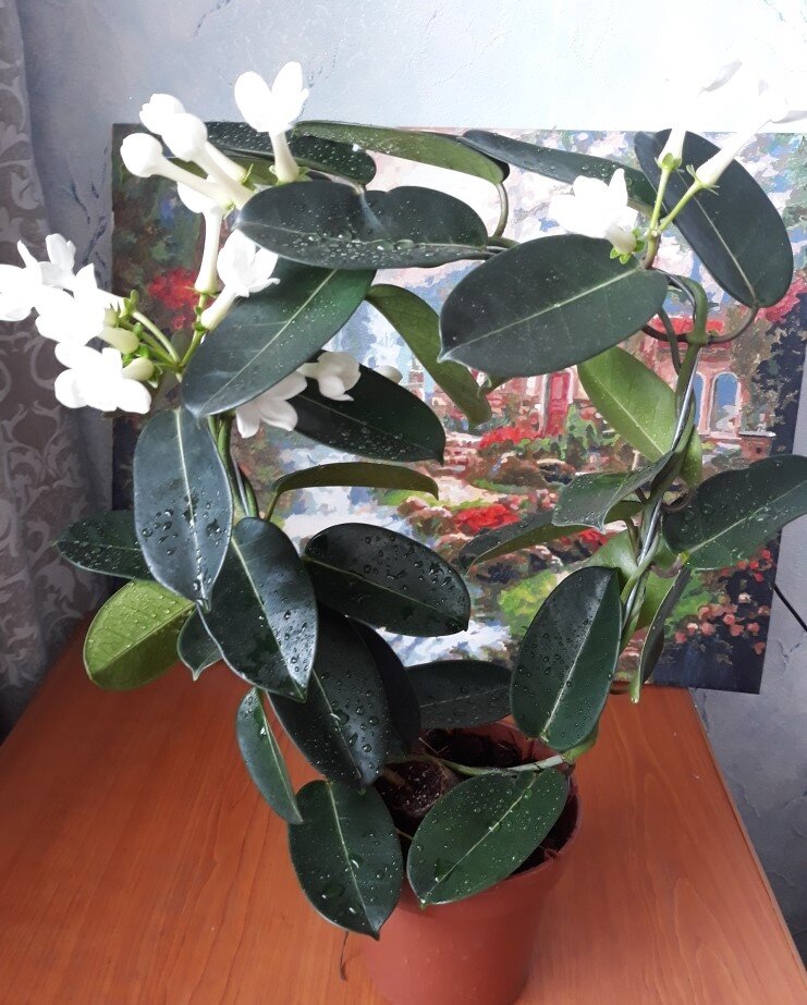 Фото из моего архива. Стефанотис подаренный на 8 марта