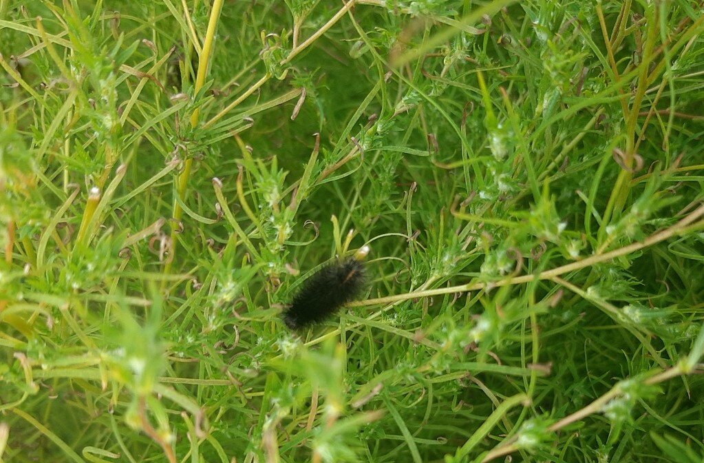 Гусеничка спряталась в листьях кохии 