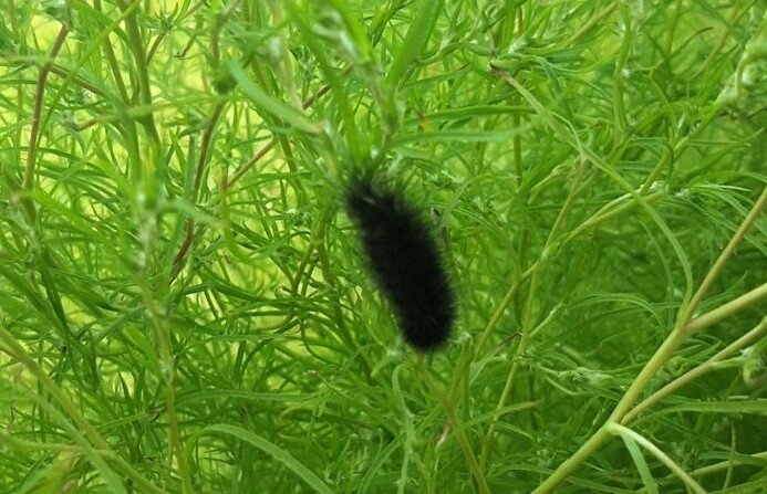 Личинка Медведицы