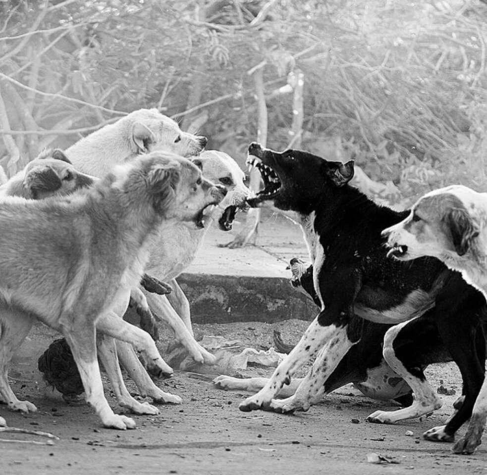 Фото из открытого доступа