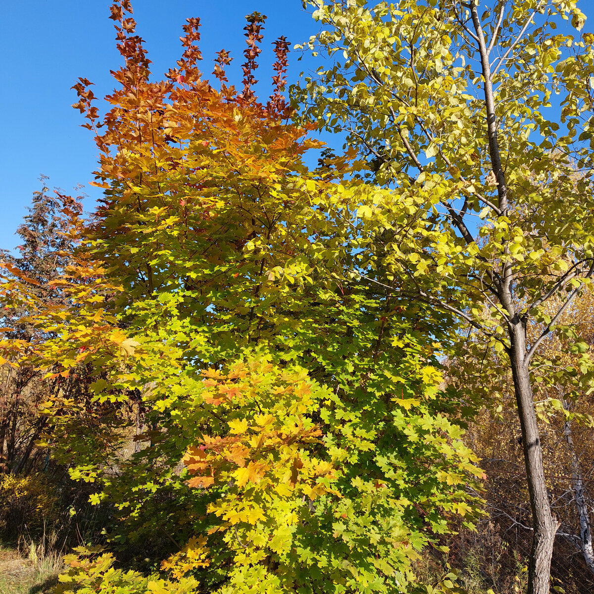 Наш канадский клен растет близко к краю оврага. Сразу за ним сетчатый забор, потом всего около метра и ... обрыв оврага. А там, в овраге, уже много совсем голых, и таких пока еще непривычных для глаза, каких-то беззащитных деревьев, уже потерявших листья. Почему так у разных, растущих рядом деревьев ? Наверное туманы в овраге холоднее и они дольше там стоят...