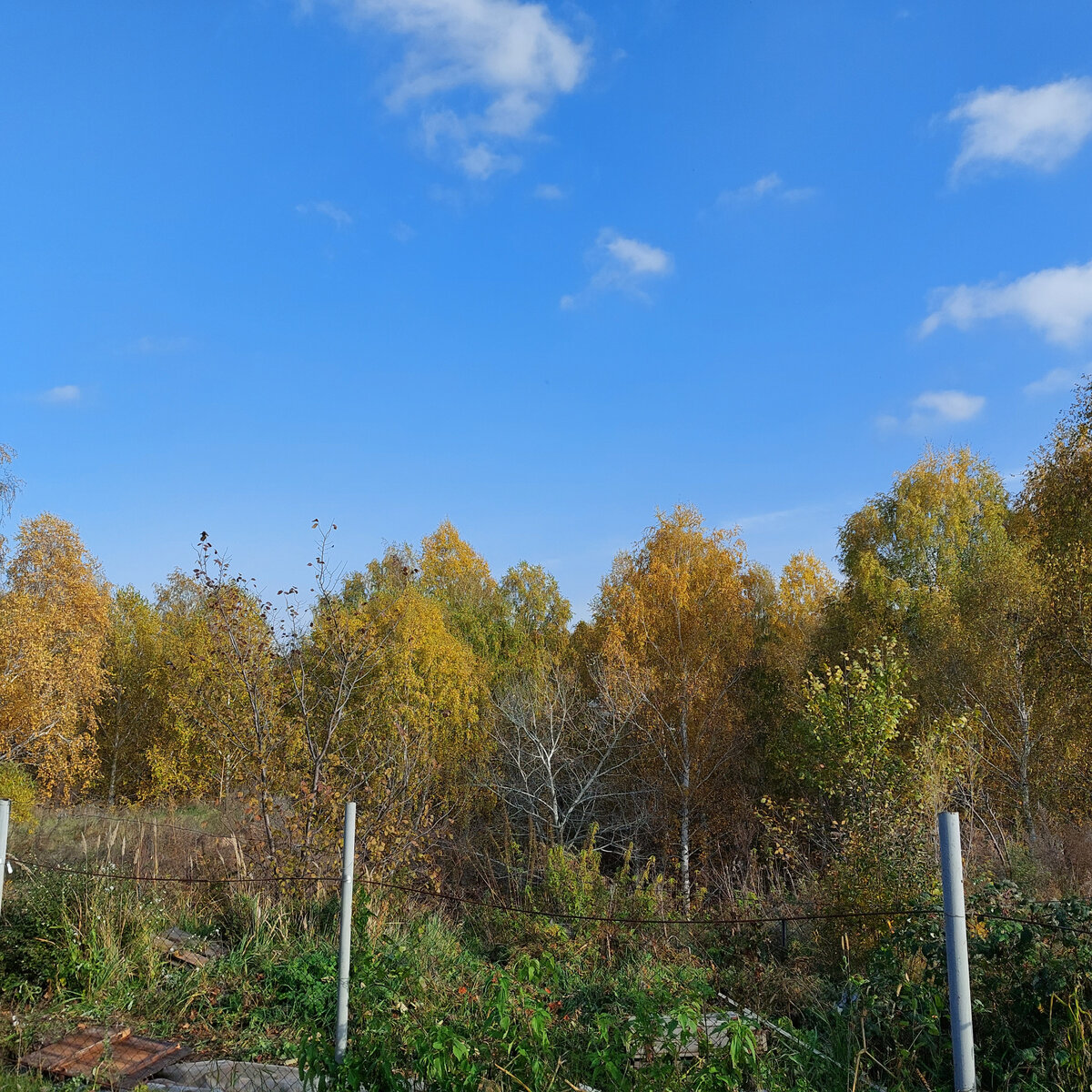 Овраг всё больше шелестит сухими листьями. Пока совсем разделся только серебристый тополь. А какие у него красивые мощные листья были летом и совсем недавно, пару недель назад... 
