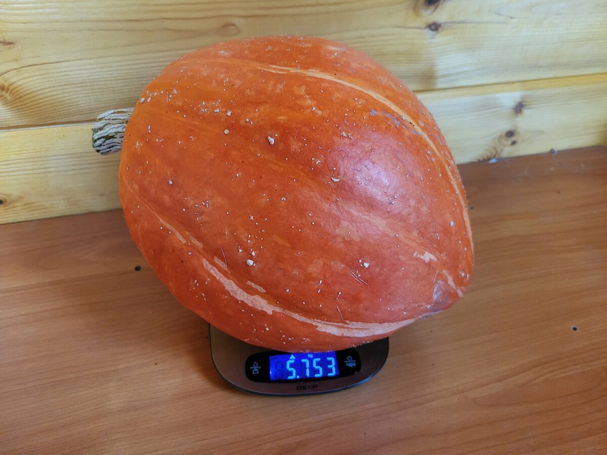 Чуток крупнее... с куста 1-3 плода, последний из которых,  несмотря на затяжное бабье лето, не успел созреть. Фото автора 