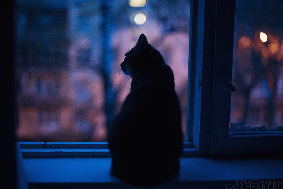 Подхожу к окну и вечер. Черный кот на подоконнике. Кот на окне. Кот на подоконнике ночью. Черный кот на окне.
