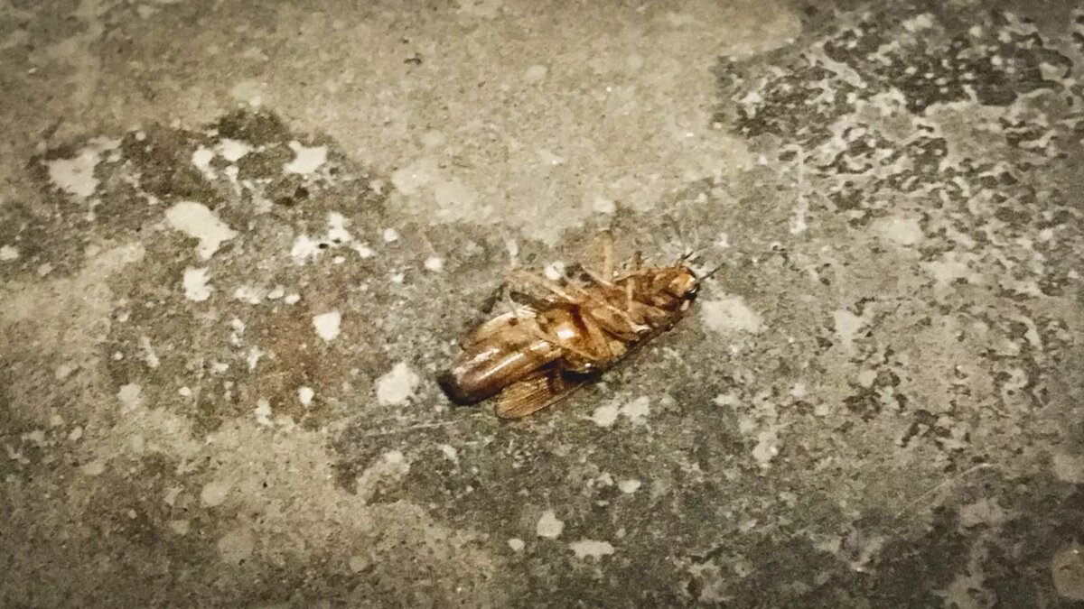     Жители Казани пожаловались на подкармливающих голубей соседей. Якобы из-за этого во дворе домов по улице Чистопольская завелись тараканы. Соответствующая публикация появилась в Telegram-канале мэрии города.