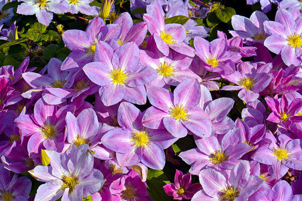 Переменчивое сердце. Фото из свободного доступа