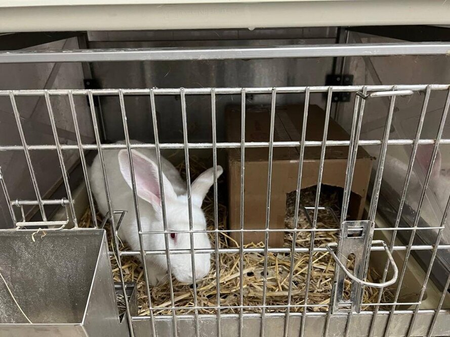  Кролики-продуценты человеческого белка теплового шока 