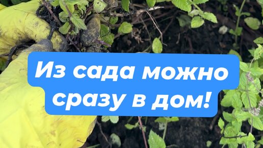 Садовый гид Лариса Зарубина | #выращиваниебазилика #мята | Дзен