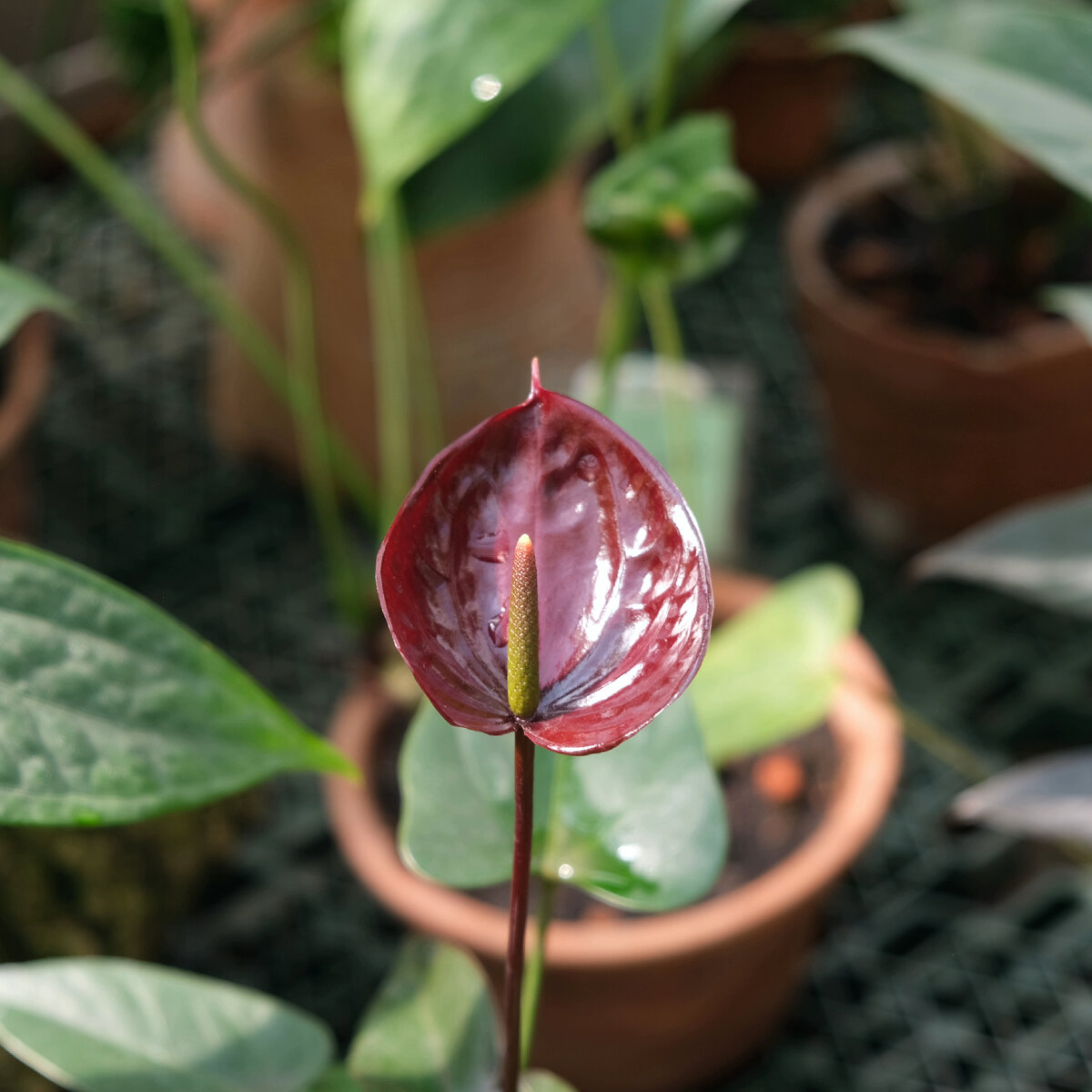 Культивар антуриума Anthurium cv