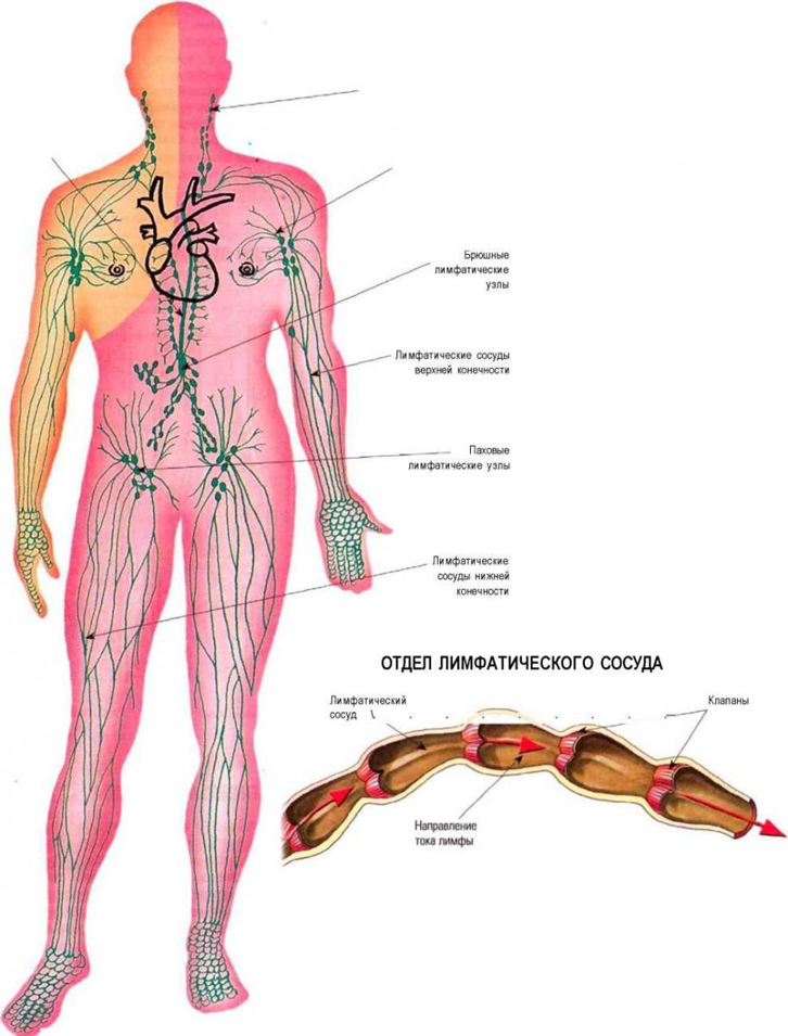 Лимфодренажная система. Анатомия тела человека лимфатическая система. Лимфатическая система человека атлас схема. Лимфатические сосуды анатомия схема. Лимфатическая система человека рис 61.