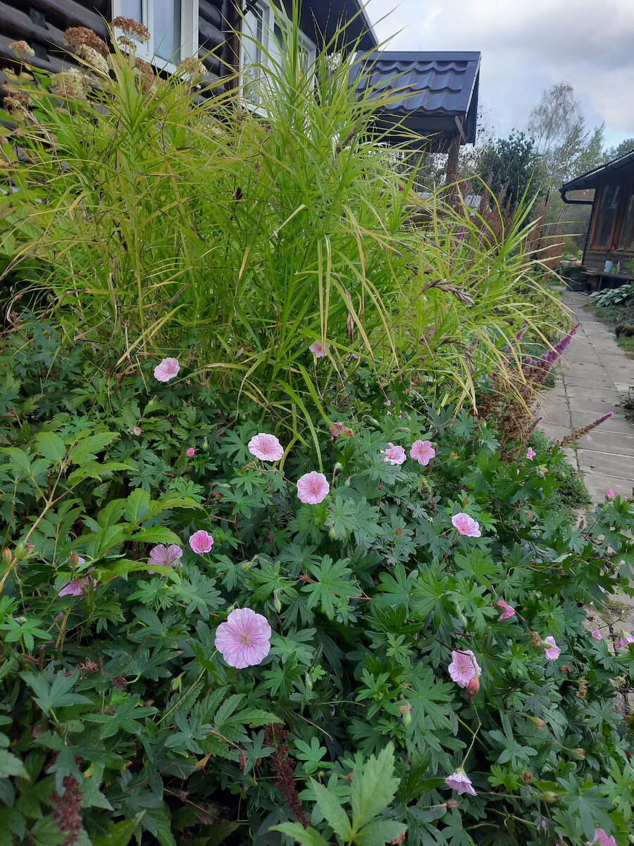 Осока пальмолистная Золотой фонтан