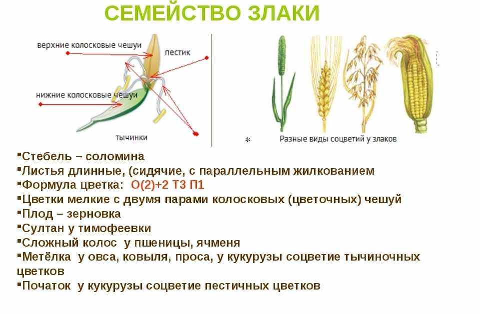 Однодольные семейство злаковые. Семейство злаки Мятликовые таблица. Семейство злаки строение цветка формула. Класс Однодольные семейство злаковые.