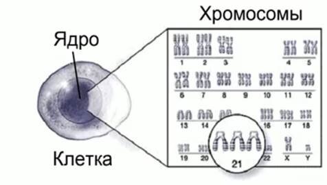 Центр Молекулярной Генетики - Хромосомные нарушения