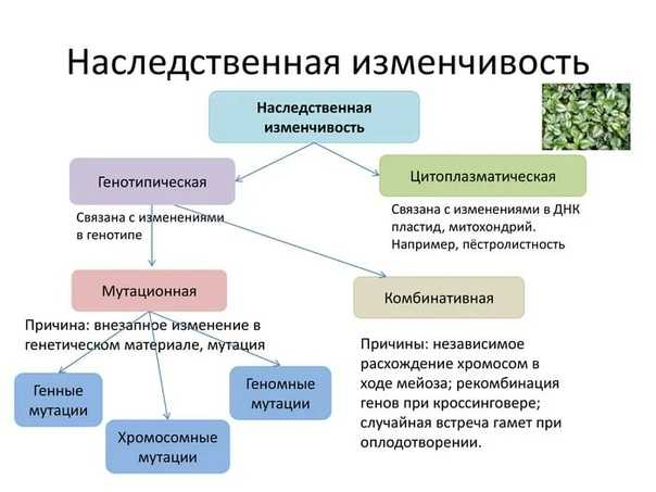 Генные, хромосомные и геномные мутации — урок. Биология, 10 класс.