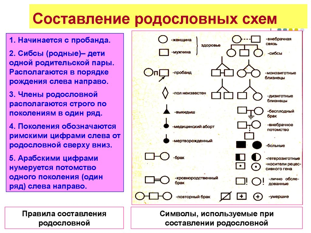 Родословная в генетике схема