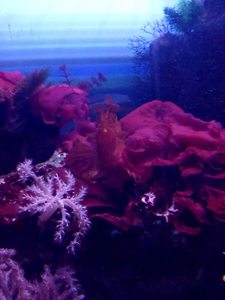 - Я водоросли, я коралл