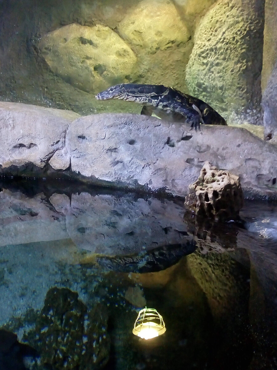 О, фото варана нашлось!