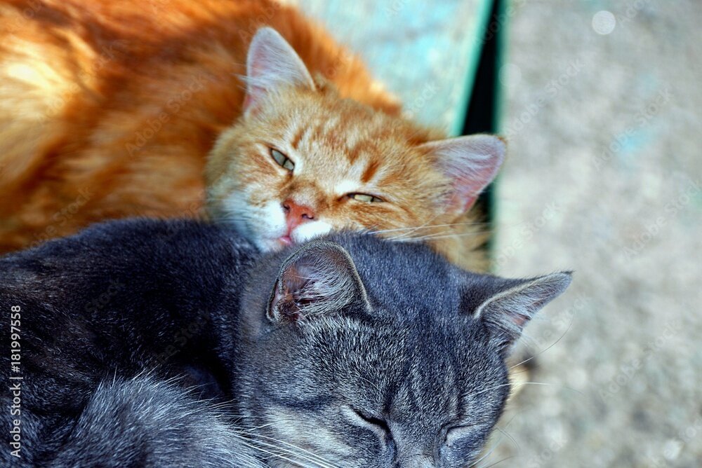 Фото из доступных интернет-ресурсов. Рыжик и Лютик.