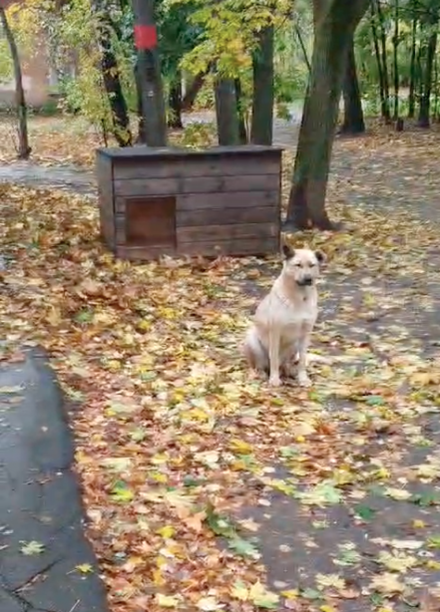    Будка для Малыша. Фото: Кадр из видео