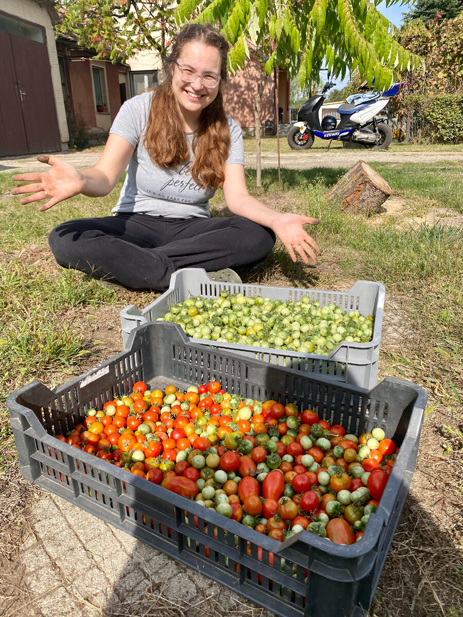 поставьте, пожалуйста, лайк моим помидорам