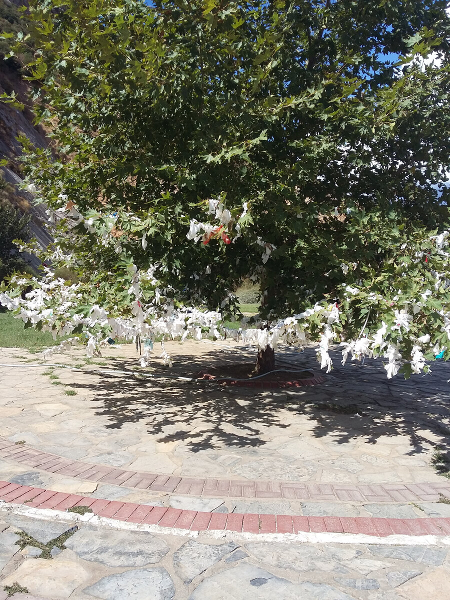 Дерево с листочками желаний. Фото автора