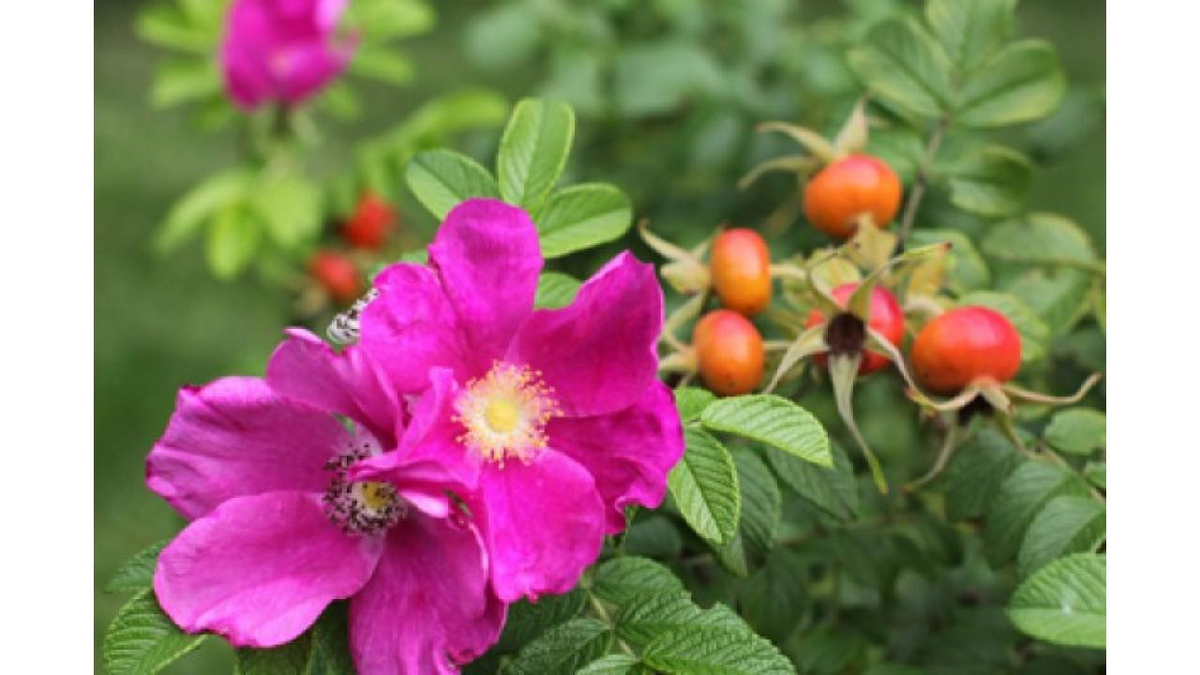 Фото из сети, из общедрступных источников