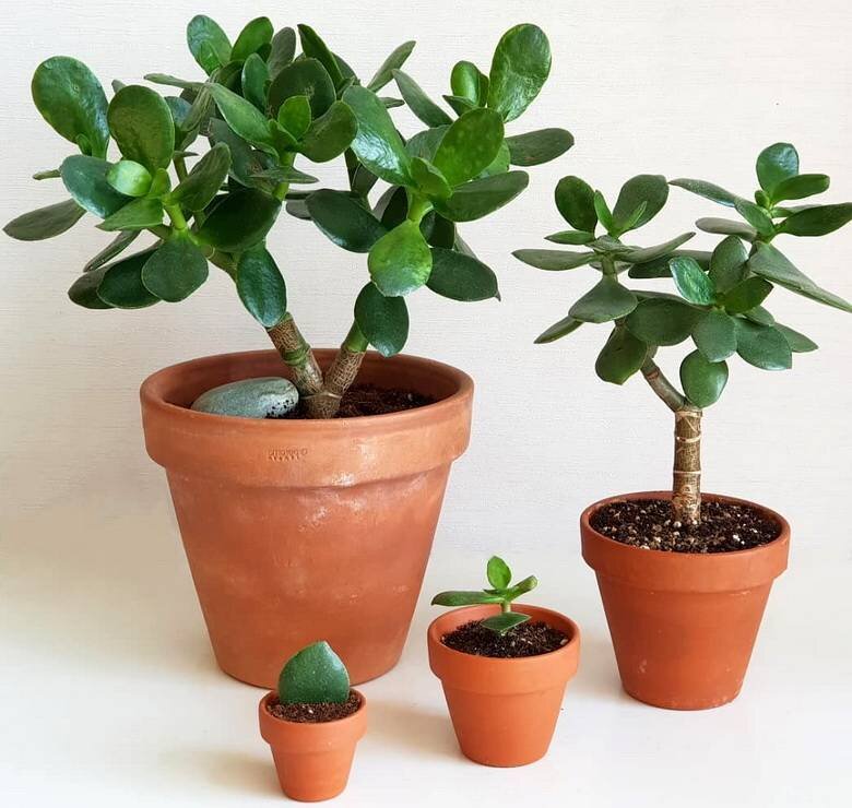 Денежное дерево