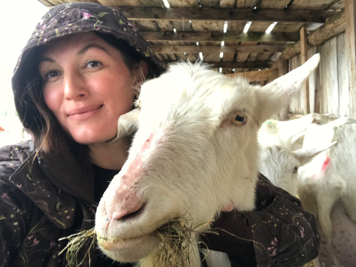 Кормушка для нескольких коз своими руками | ВИДЕО онлайн