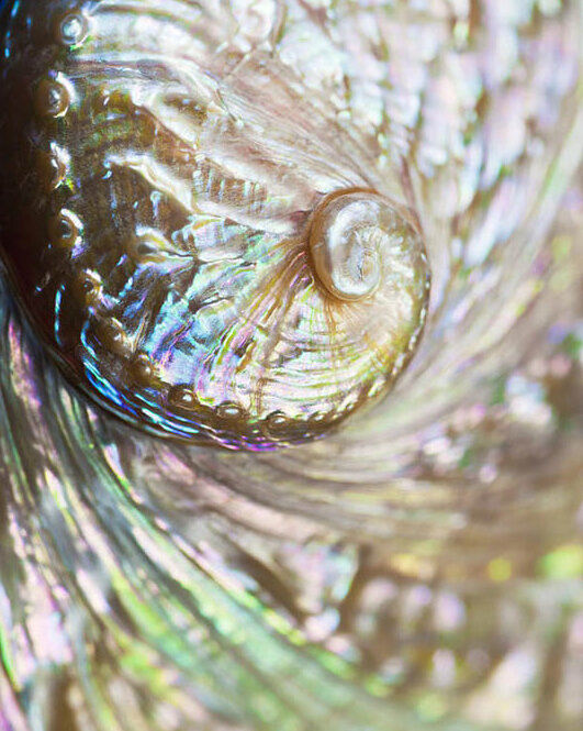 Перламутровая раковина моллюска. Фото из открытых источников