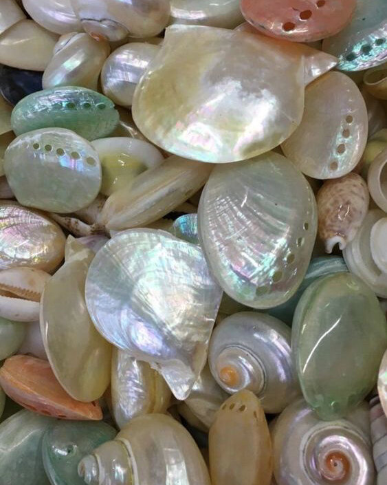 Перламутровые раковины моллюсков. Фото из открытых источников
