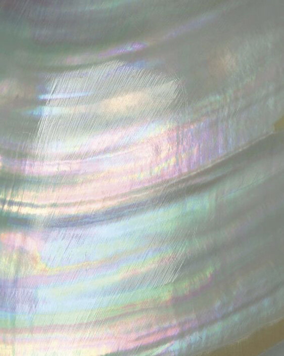 Створка перламутровой раковины моллюска. Фото из открытых источников