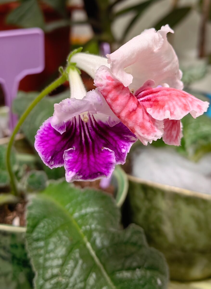 ВаТ Мандаринка