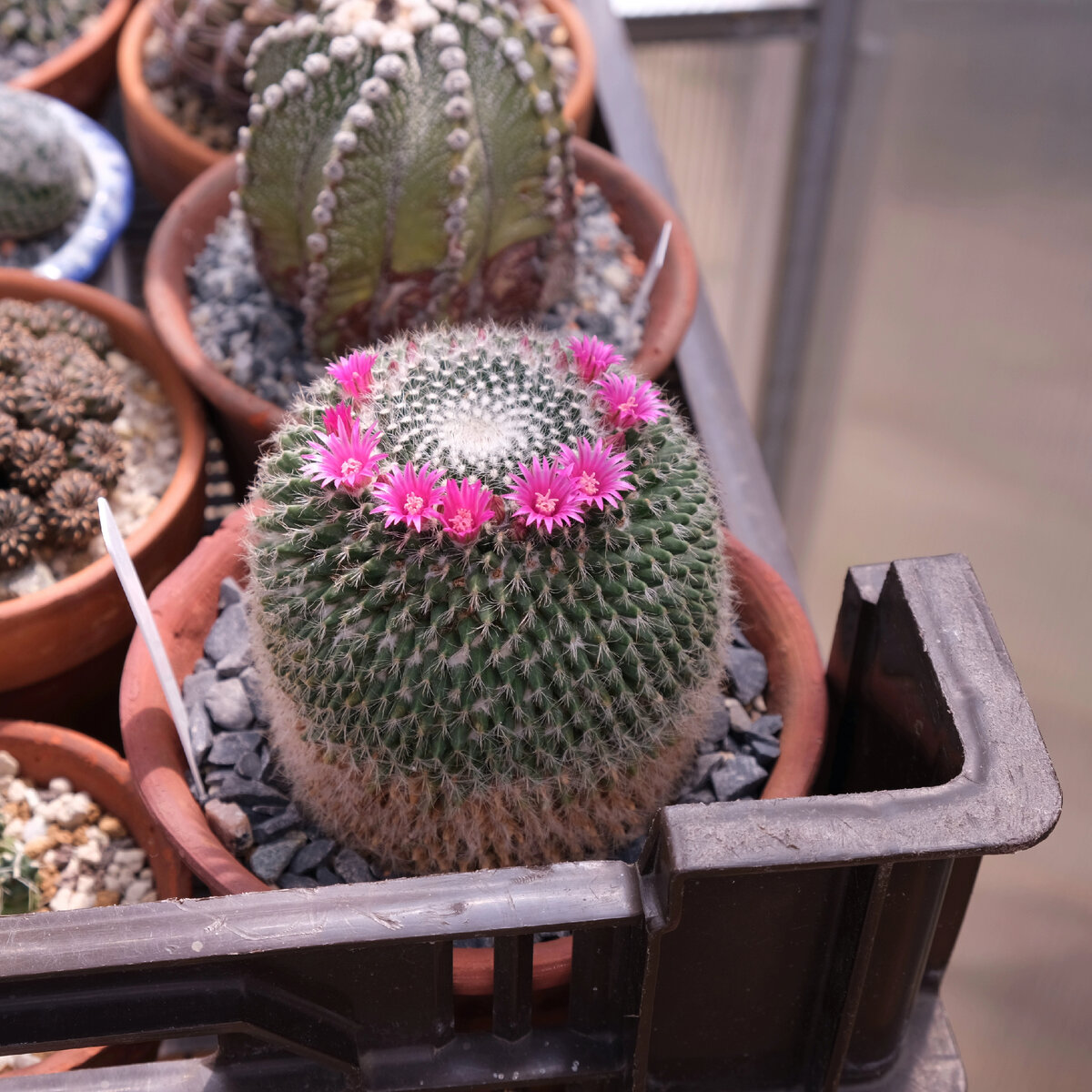 Mammillaria johnstonii