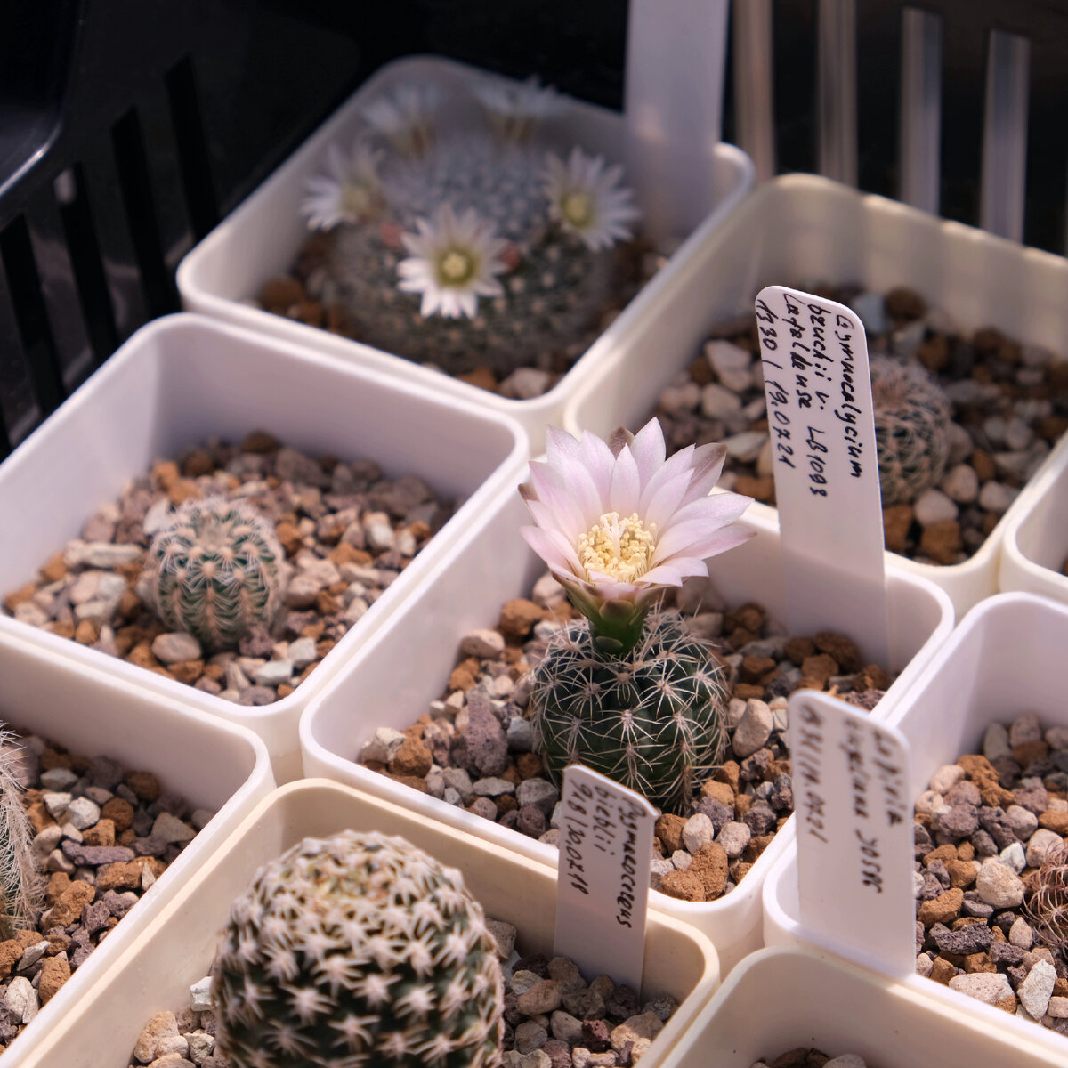 Gymnocalycium bruchii v.lafaldense