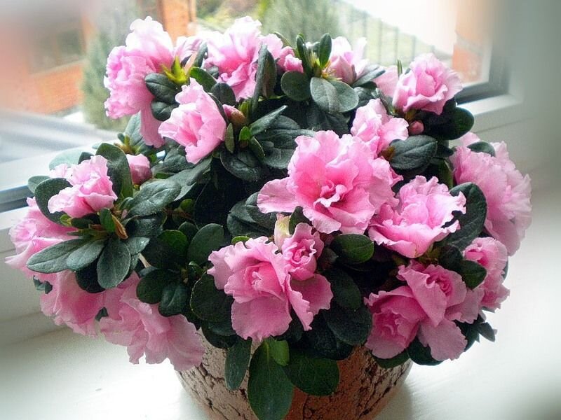 Даже обычный букет цветов может послужить вдохновением для творческого человека. 