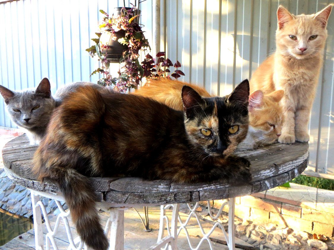 Знакомые котики 